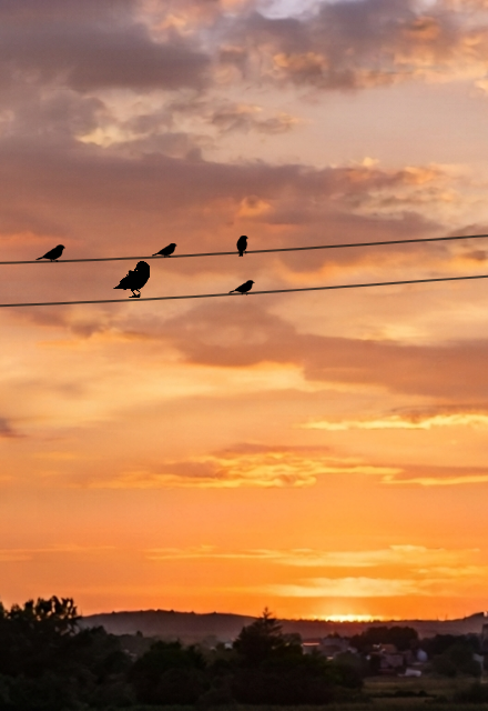 birds