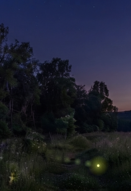 fireflies